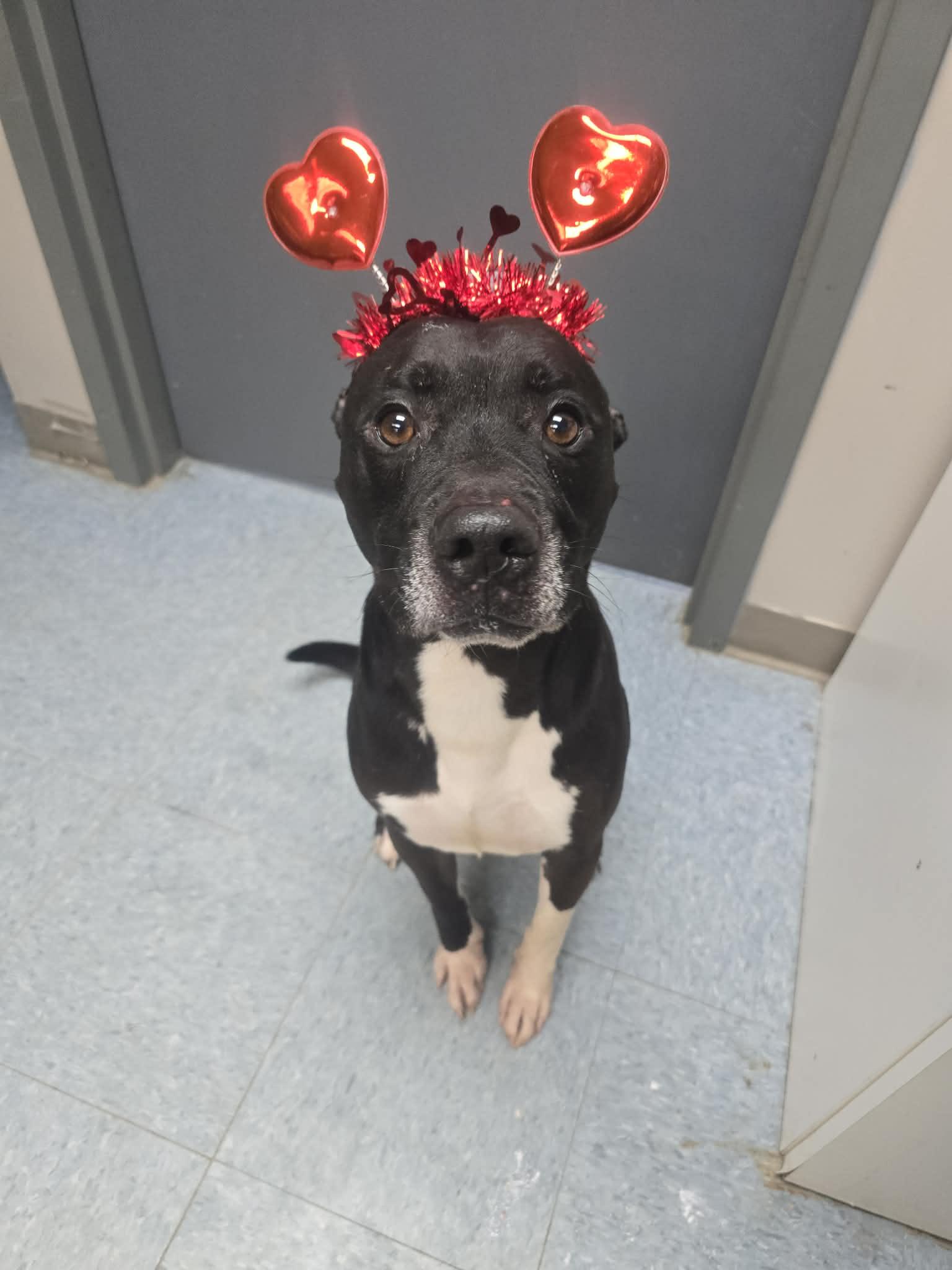 Enlarge SAINT, a ADOPTABLE mixed breed in Rock Falls, IL image 3/6