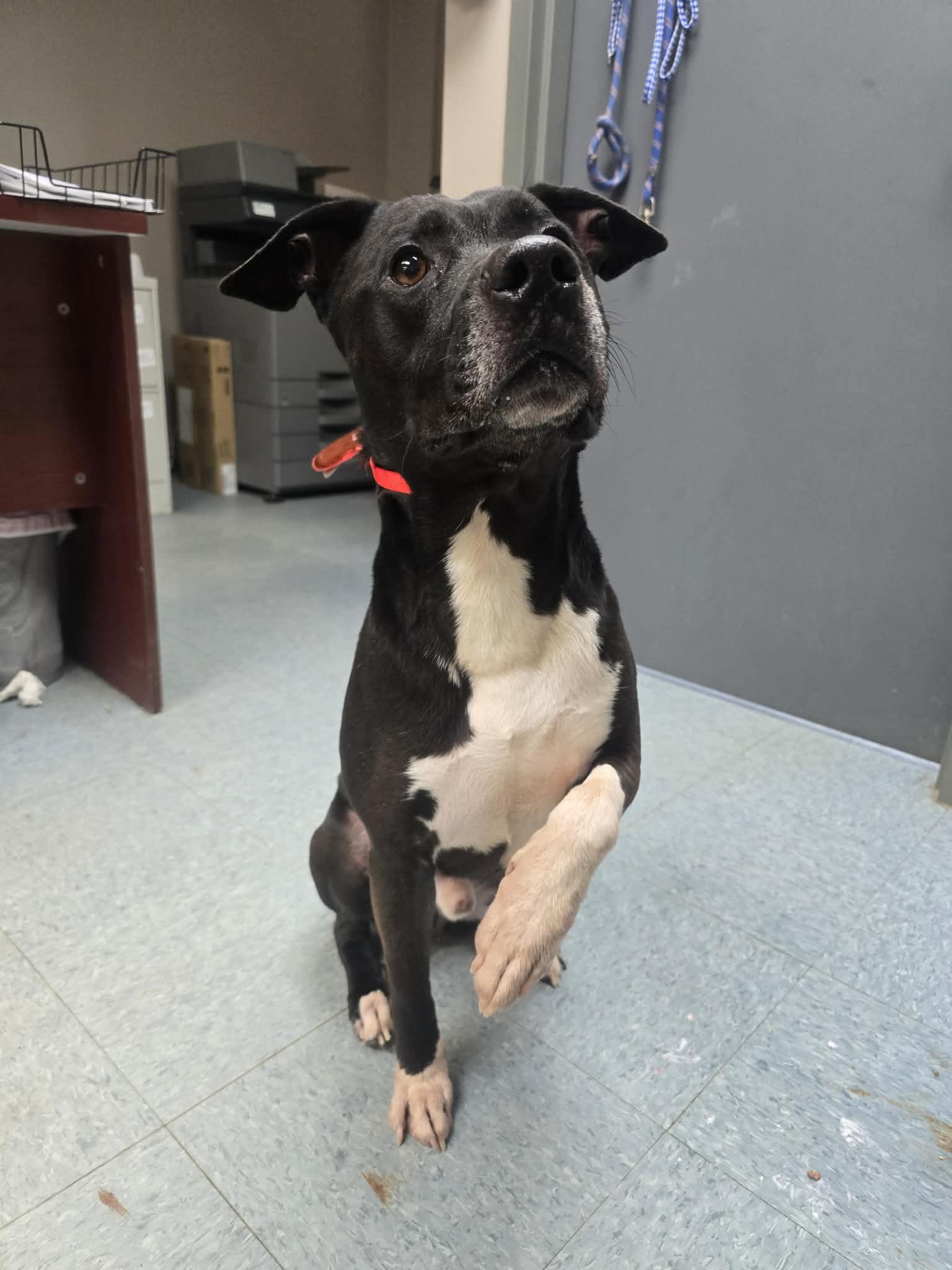 Enlarge SAINT, a ADOPTABLE mixed breed in Rock Falls, IL image 1/6