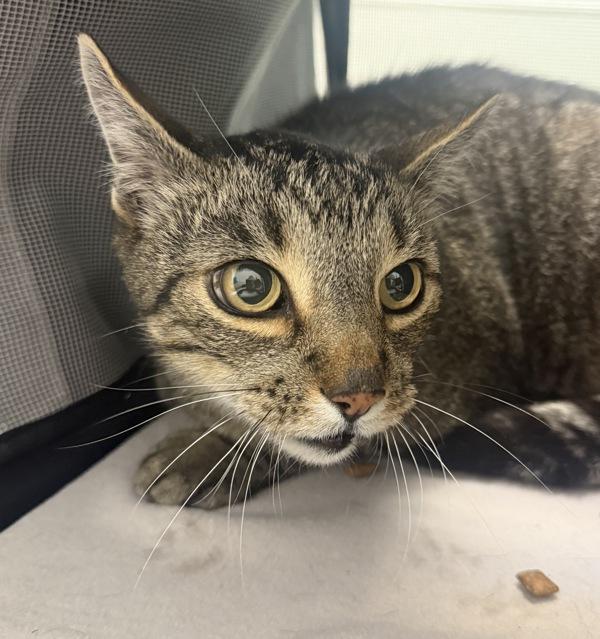 Tigger, Adoptable, Senior Male Domestic Short Hair.