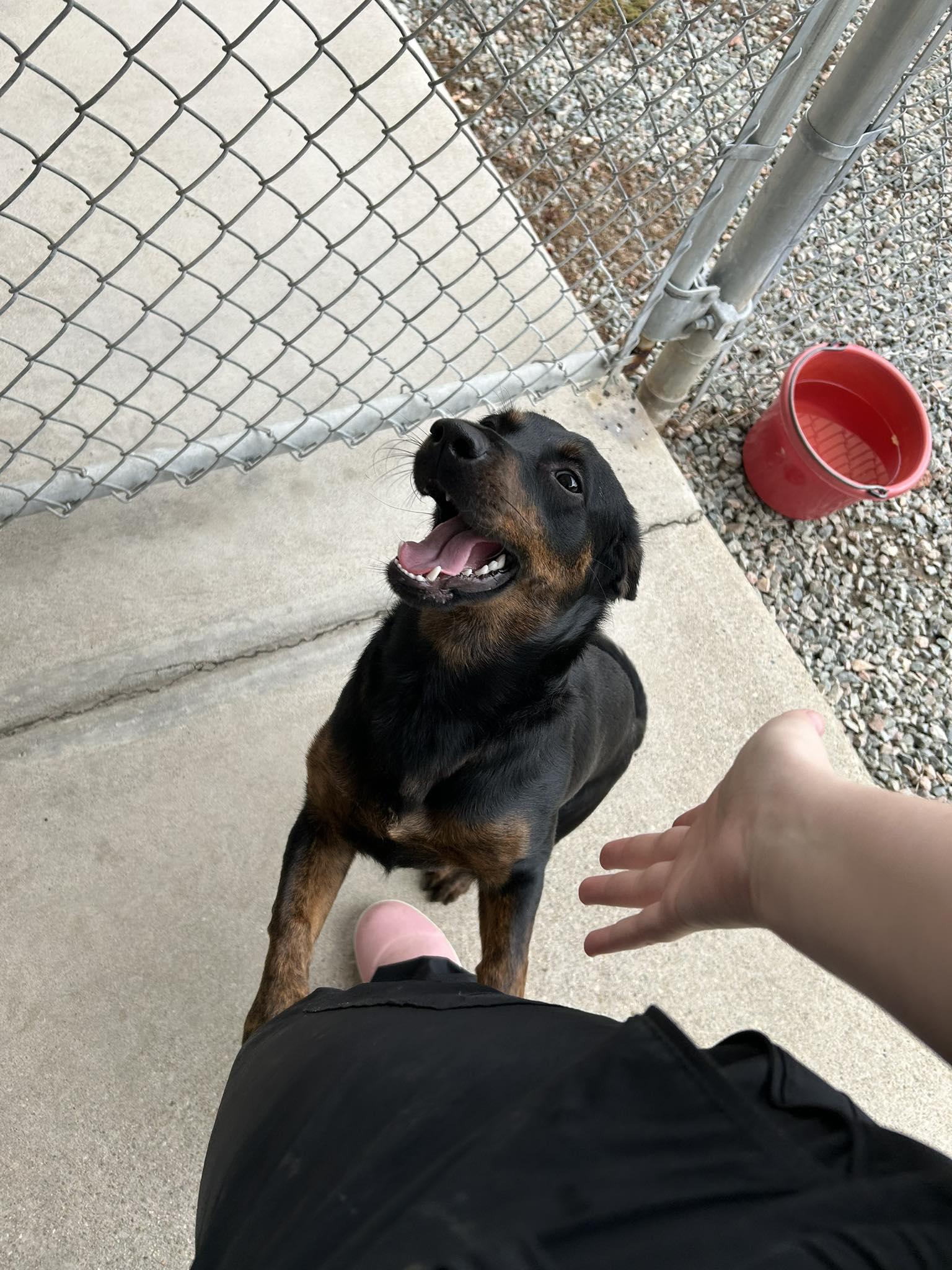 Raven, a Adopted mixed breed in Powhatan, VA image 1/3