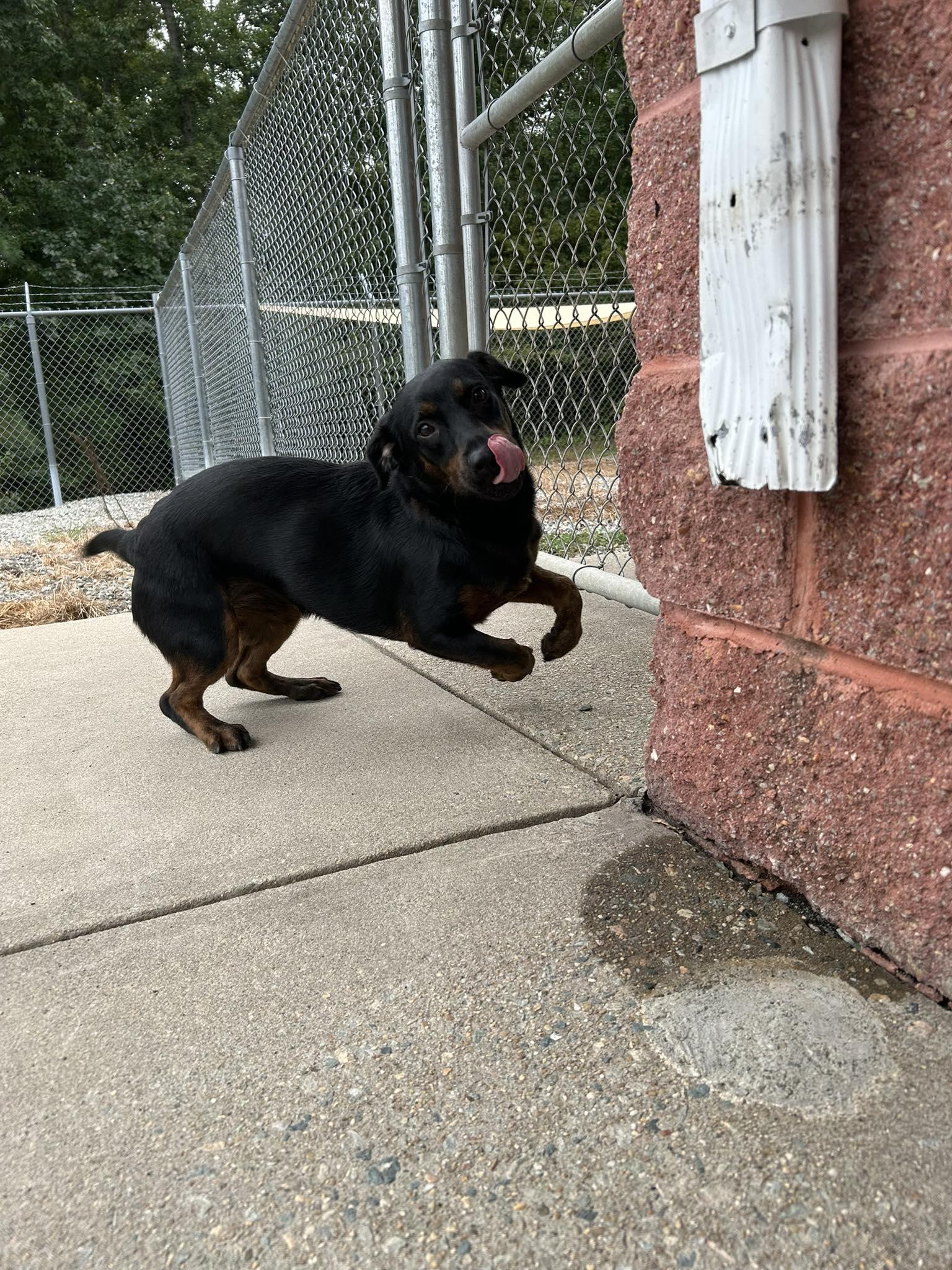 Raven, a Adopted mixed breed in Powhatan, VA image 2/3