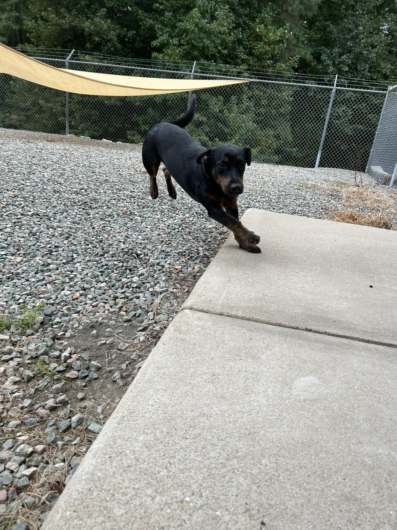 Raven, a Adopted mixed breed in Powhatan, VA image 3/3