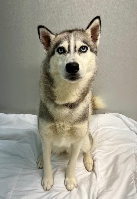 Prada, Adoptable, Young Female Husky.