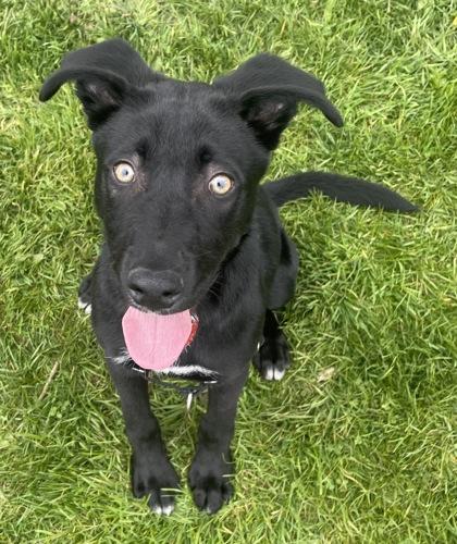 Enlarge Zuko, an adopted Mixed Breed in Stanwood, WA image 3/3