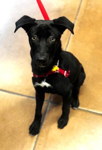 Enlarge Zuko, an adopted Mixed Breed in Stanwood, WA image 2/3