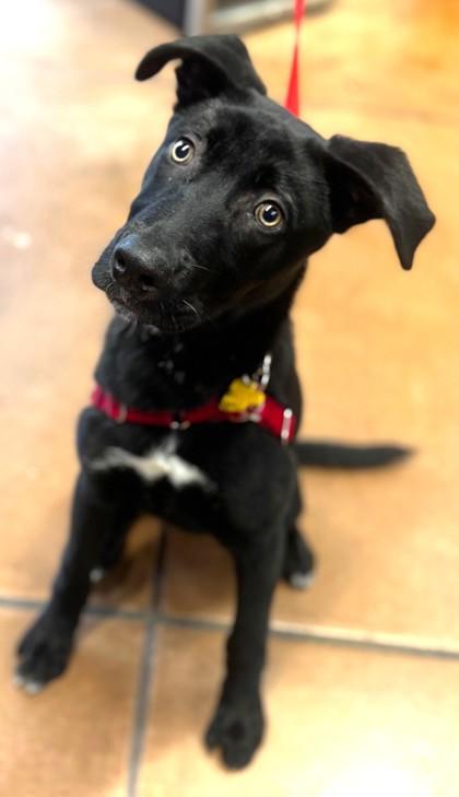 Enlarge Zuko, an adopted Mixed Breed in Stanwood, WA image 1/3