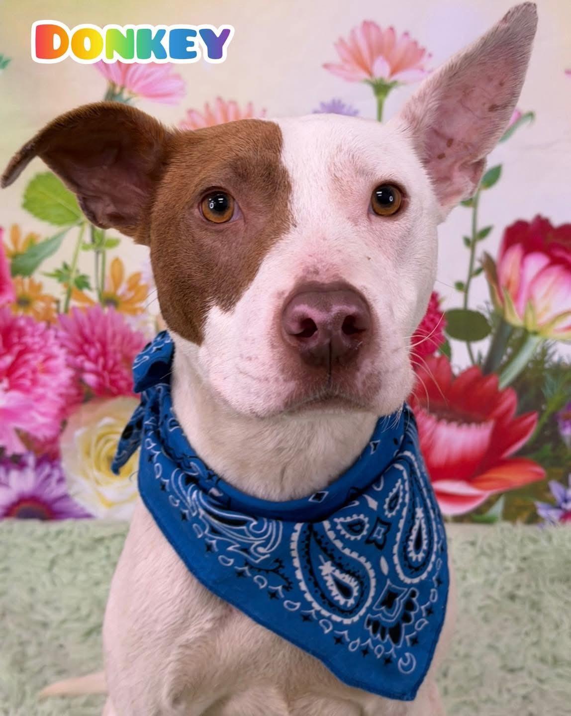 Donkey, ADOPTABLE, Young Male Mixed Breed.