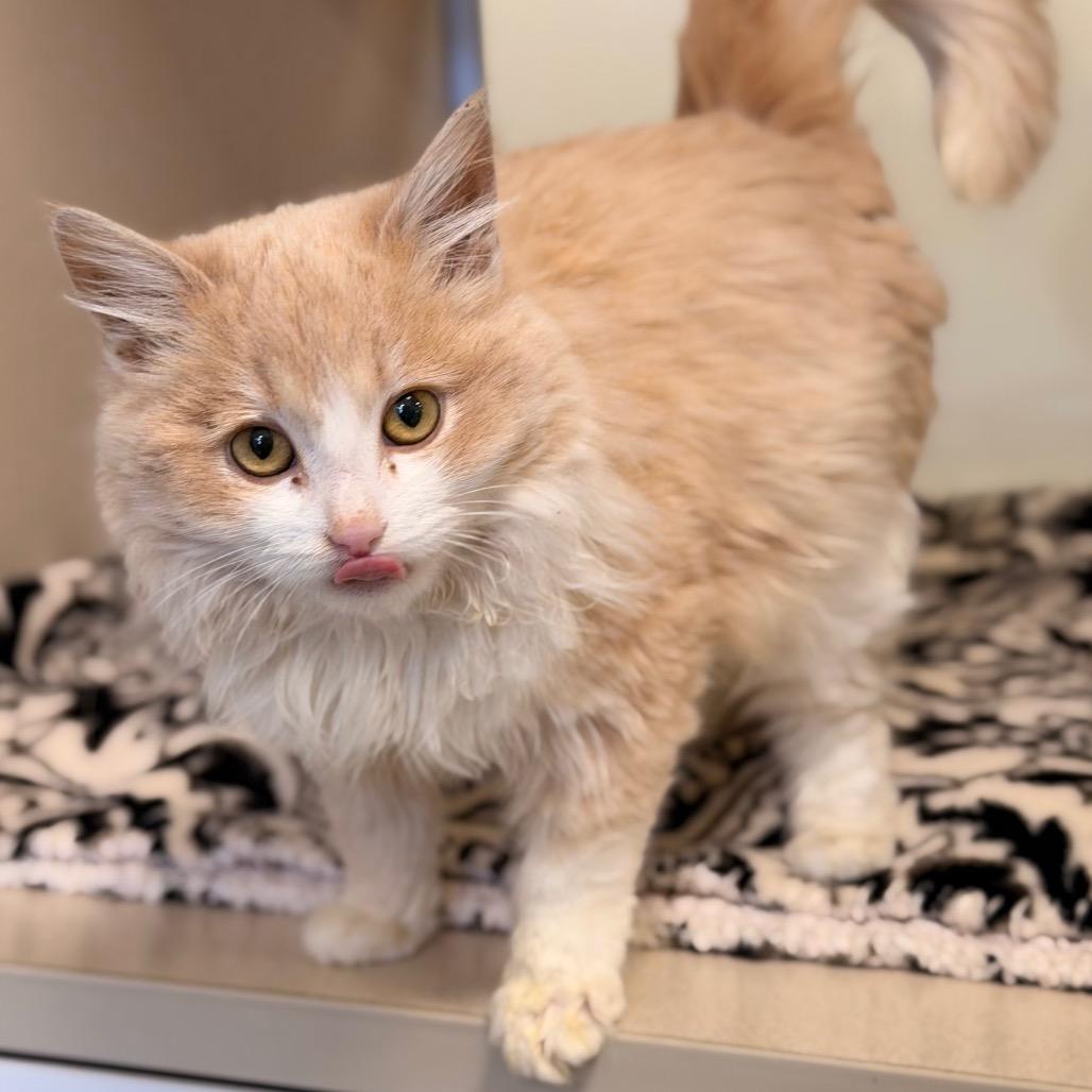 Cider, Adoptable, Young Female Domestic Long Hair.