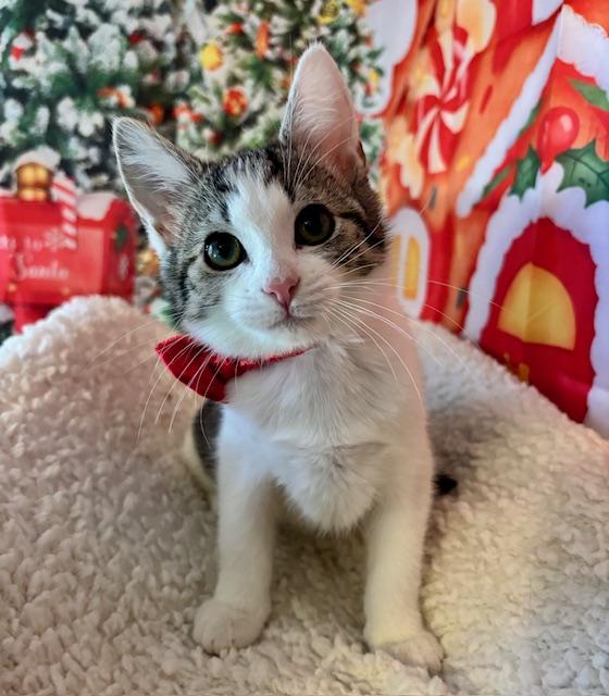 Lemon Meringue thumbnail 3