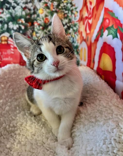 Lemon Meringue thumbnail 4