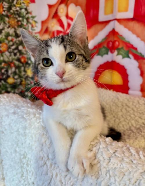 Lemon Meringue thumbnail 5