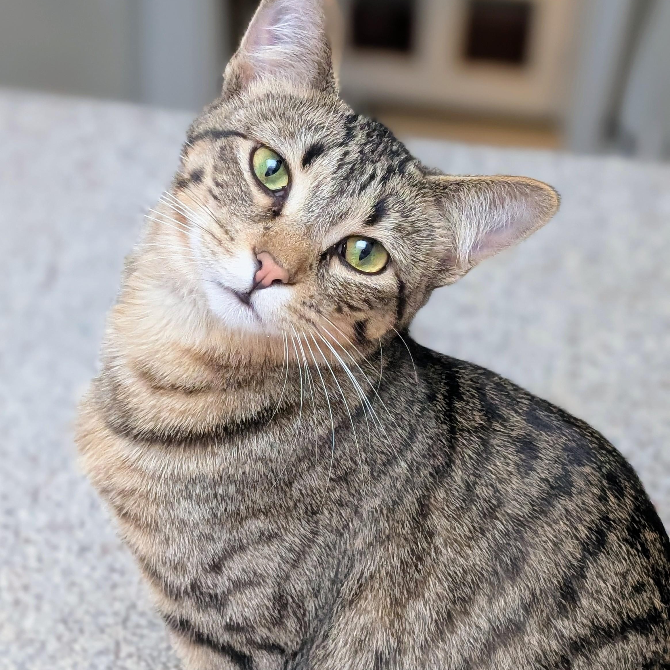 Falcon, Adoptable, Young Male Domestic Short Hair.