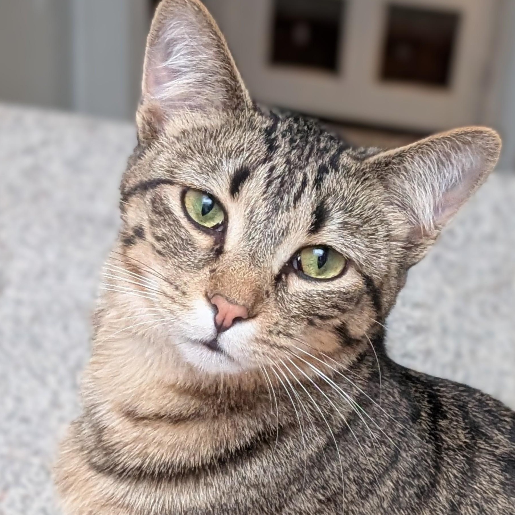 Falcon, Adoptable, Young Male Domestic Short Hair.