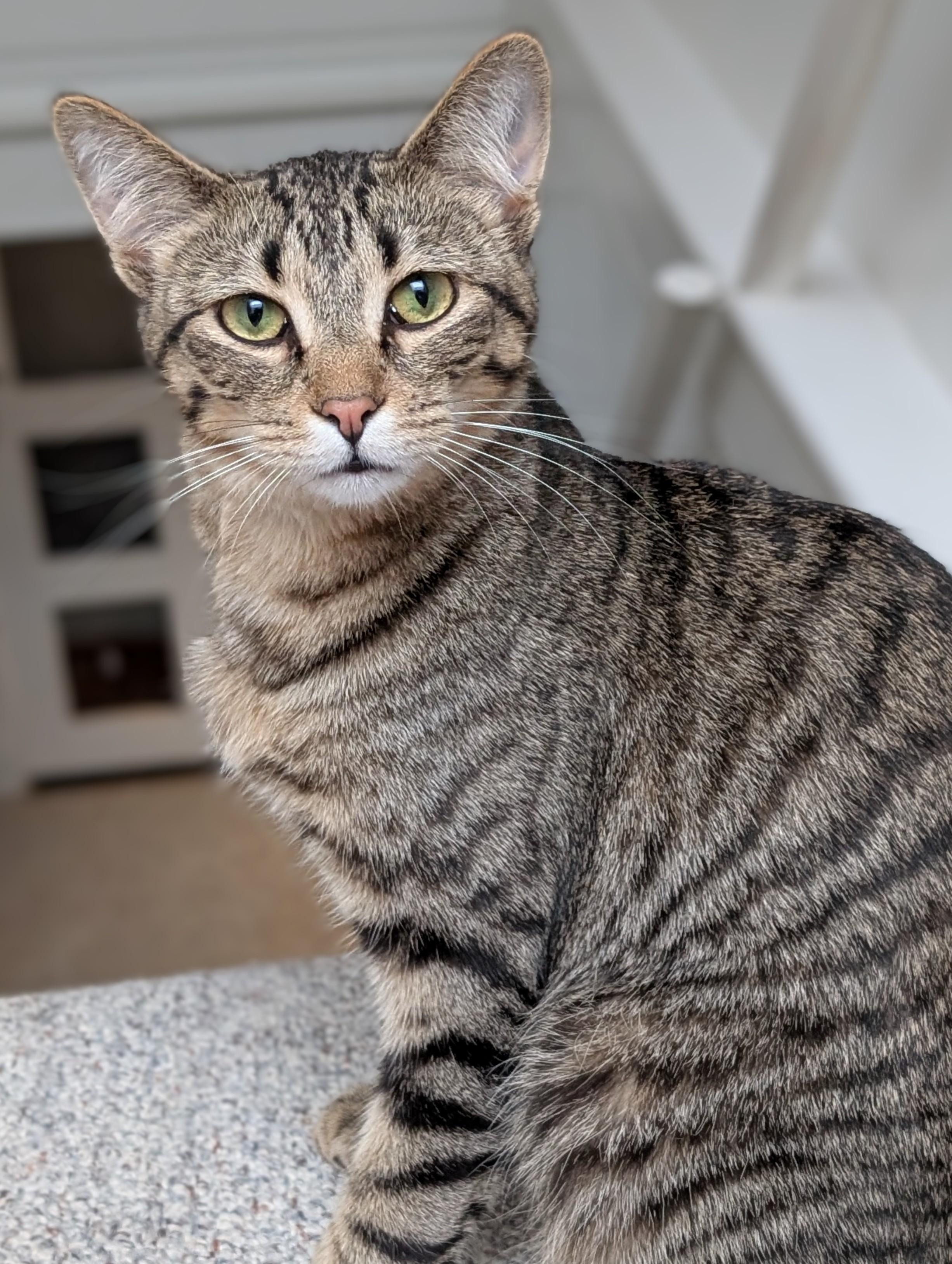 Enlarge Falcon, a Adoptable Domestic Short Hair in Johnsburg, IL image 4/4