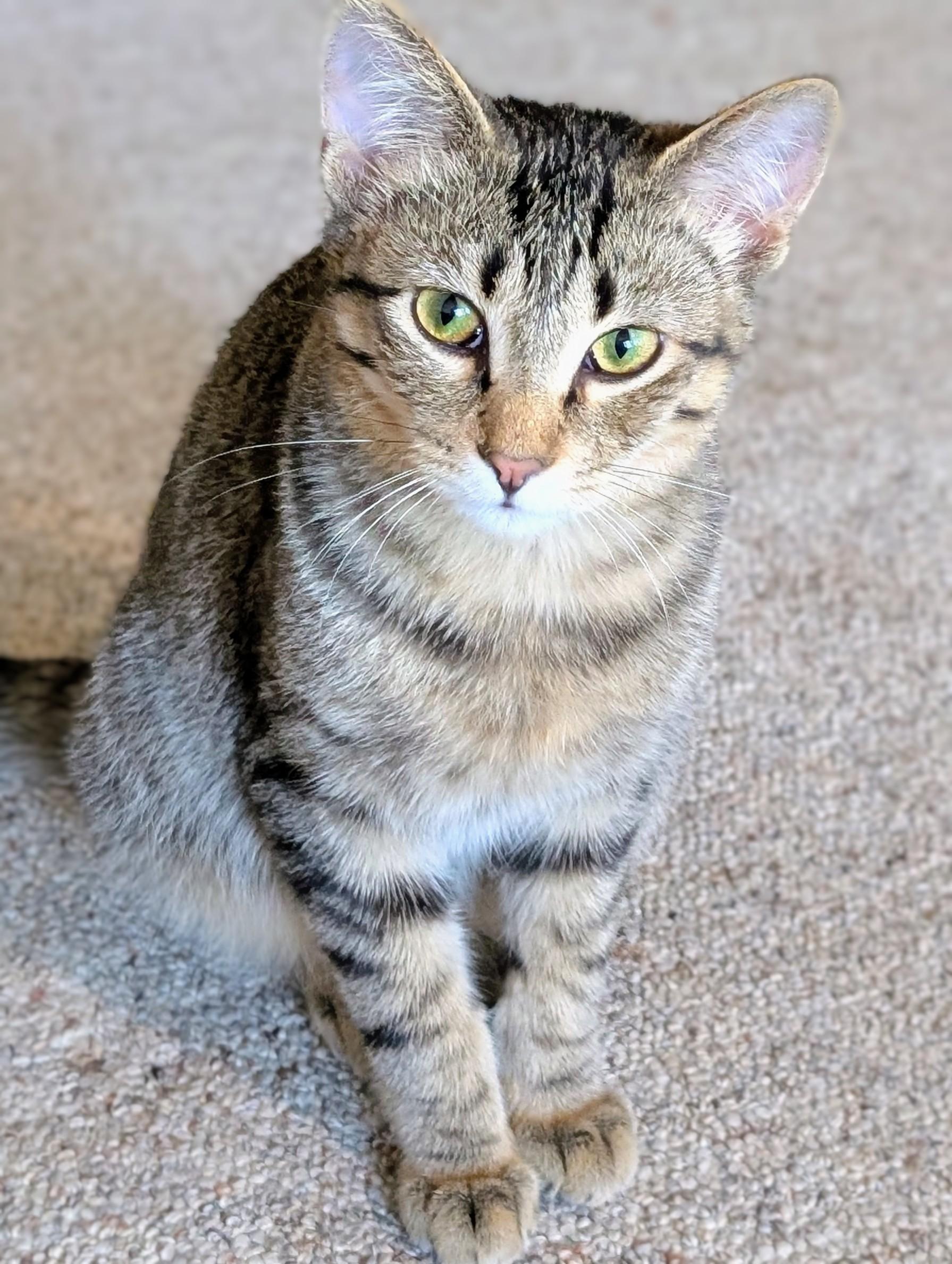 Enlarge Falcon, a Adoptable Domestic Short Hair in Johnsburg, IL image 3/4