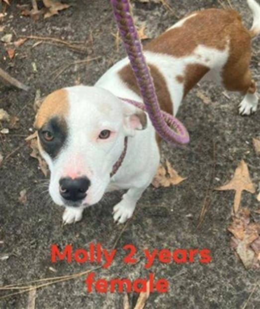 Enlarge MOLLY, a Adoptable mixed breed in Lexington, SC image 1/1