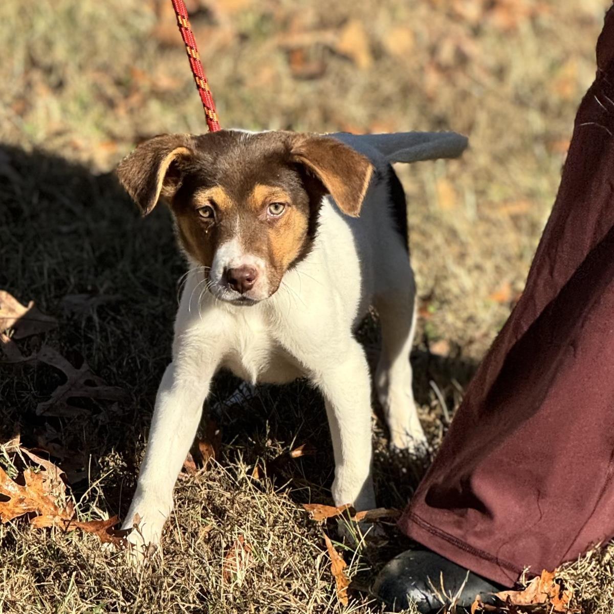 Pooh, Adoptable, Puppy Male Australian Shepherd.