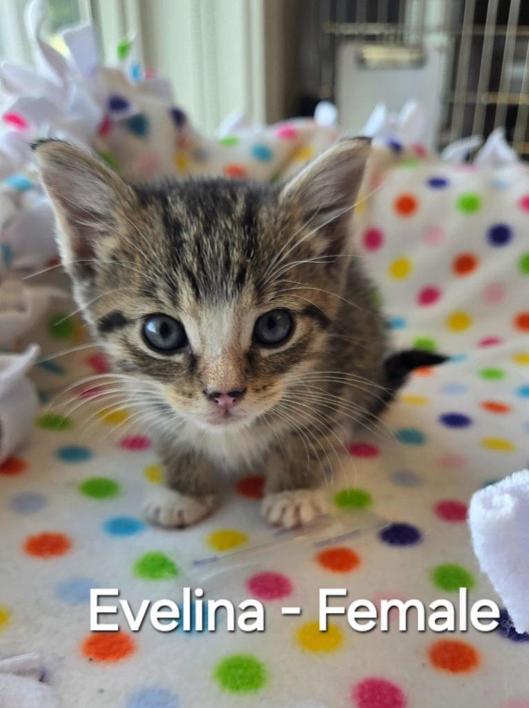 Evelina, Adopted, Kitten Female Domestic Short Hair.