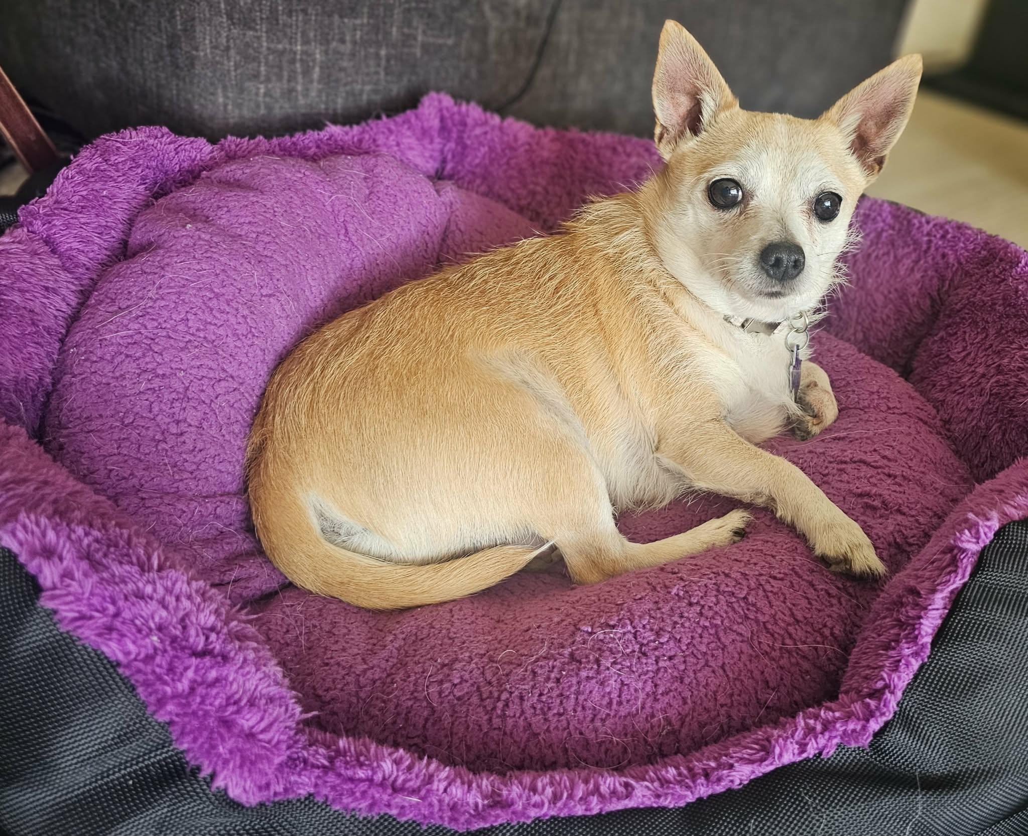 Enlarge Betty, a Adopted mixed breed in San Angelo , TX image 1/6