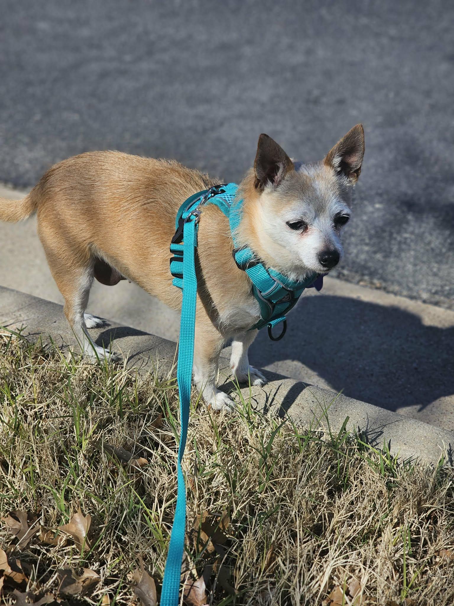 Enlarge Betty, a Adopted mixed breed in San Angelo , TX image 2/6