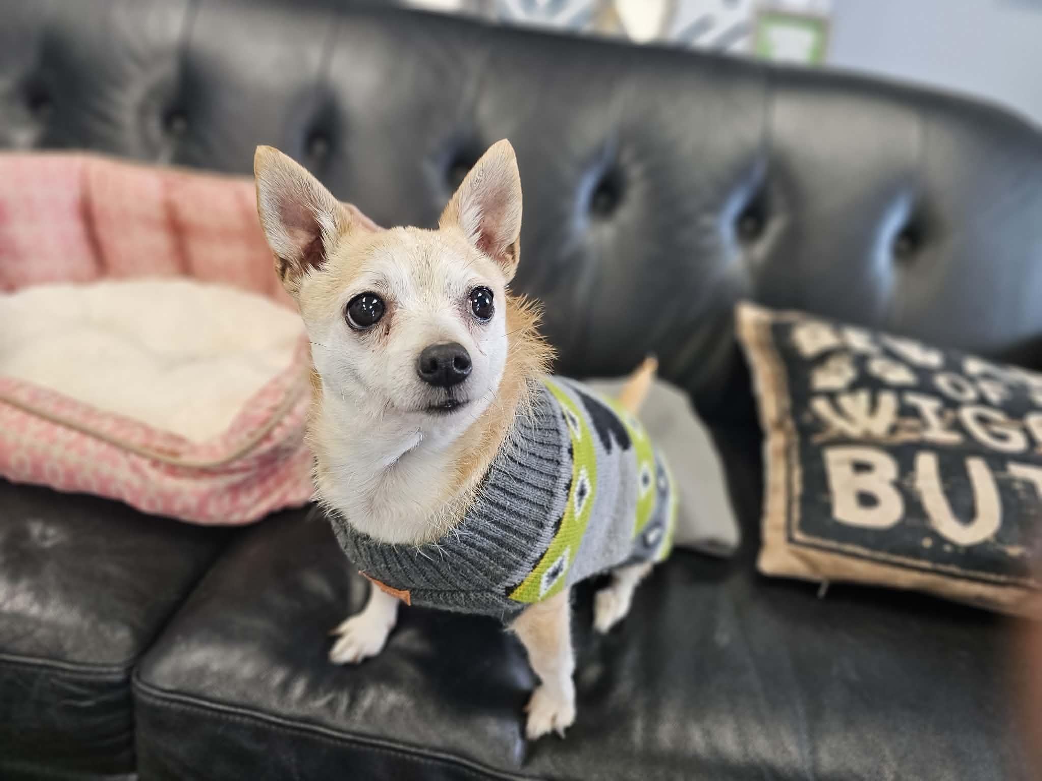 Enlarge Betty, a Adopted mixed breed in San Angelo , TX image 3/6