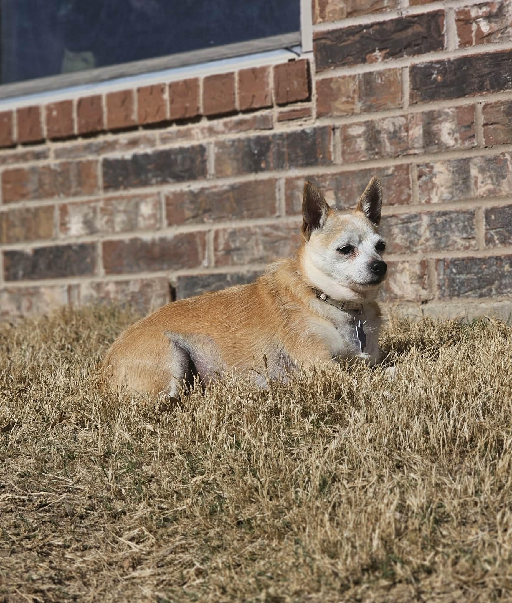 Enlarge Betty, a Adopted mixed breed in San Angelo , TX image 4/6
