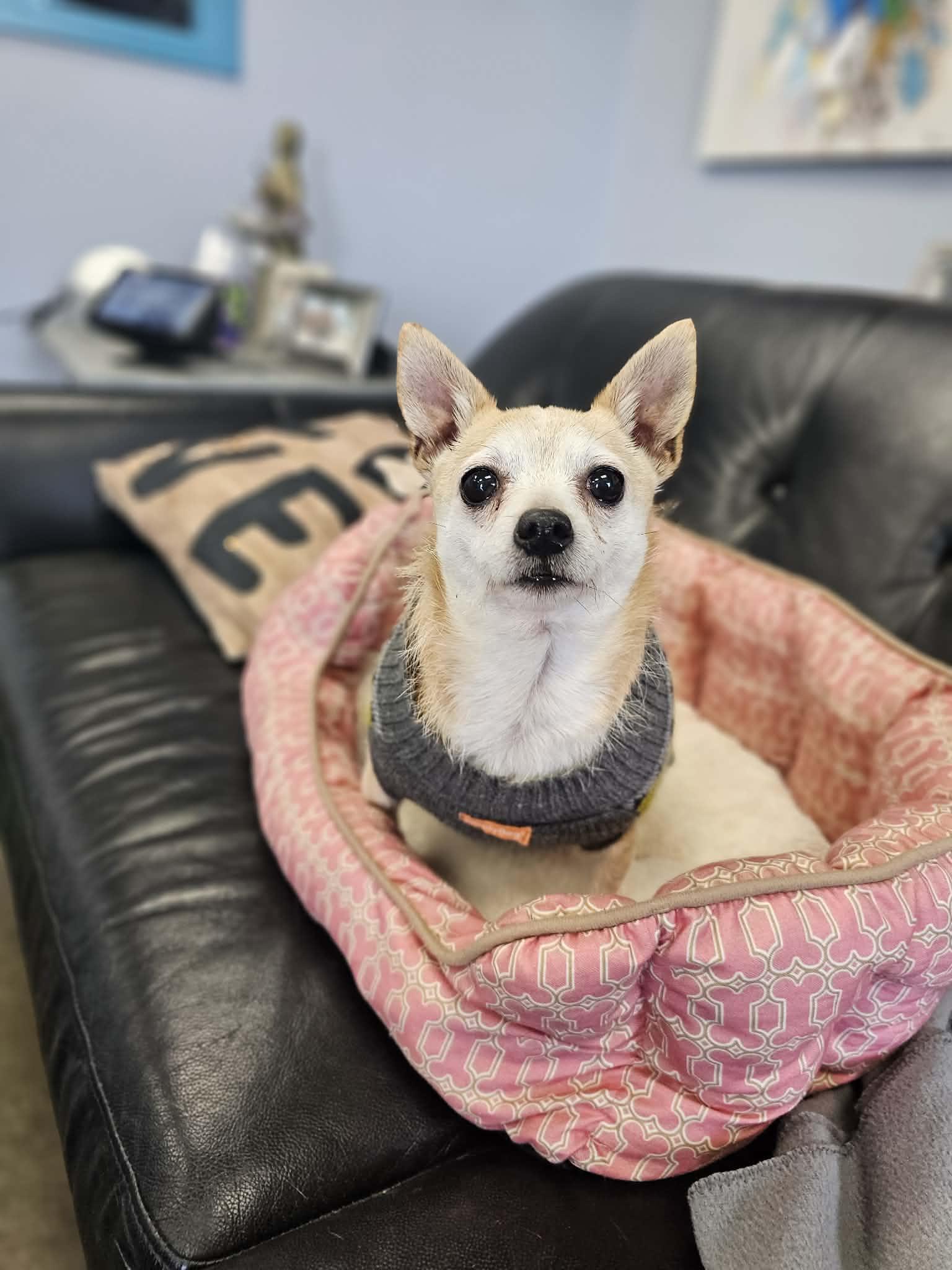 Enlarge Betty, a Adopted mixed breed in San Angelo , TX image 5/6