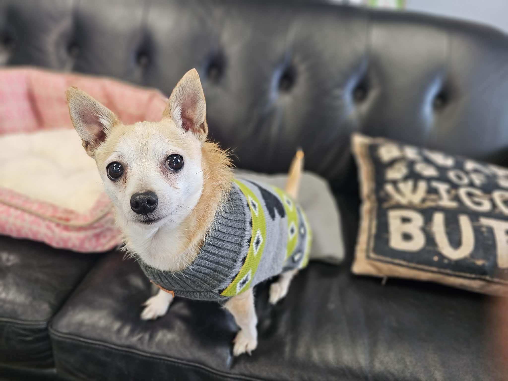 Enlarge Betty, a Adopted mixed breed in San Angelo , TX image 6/6