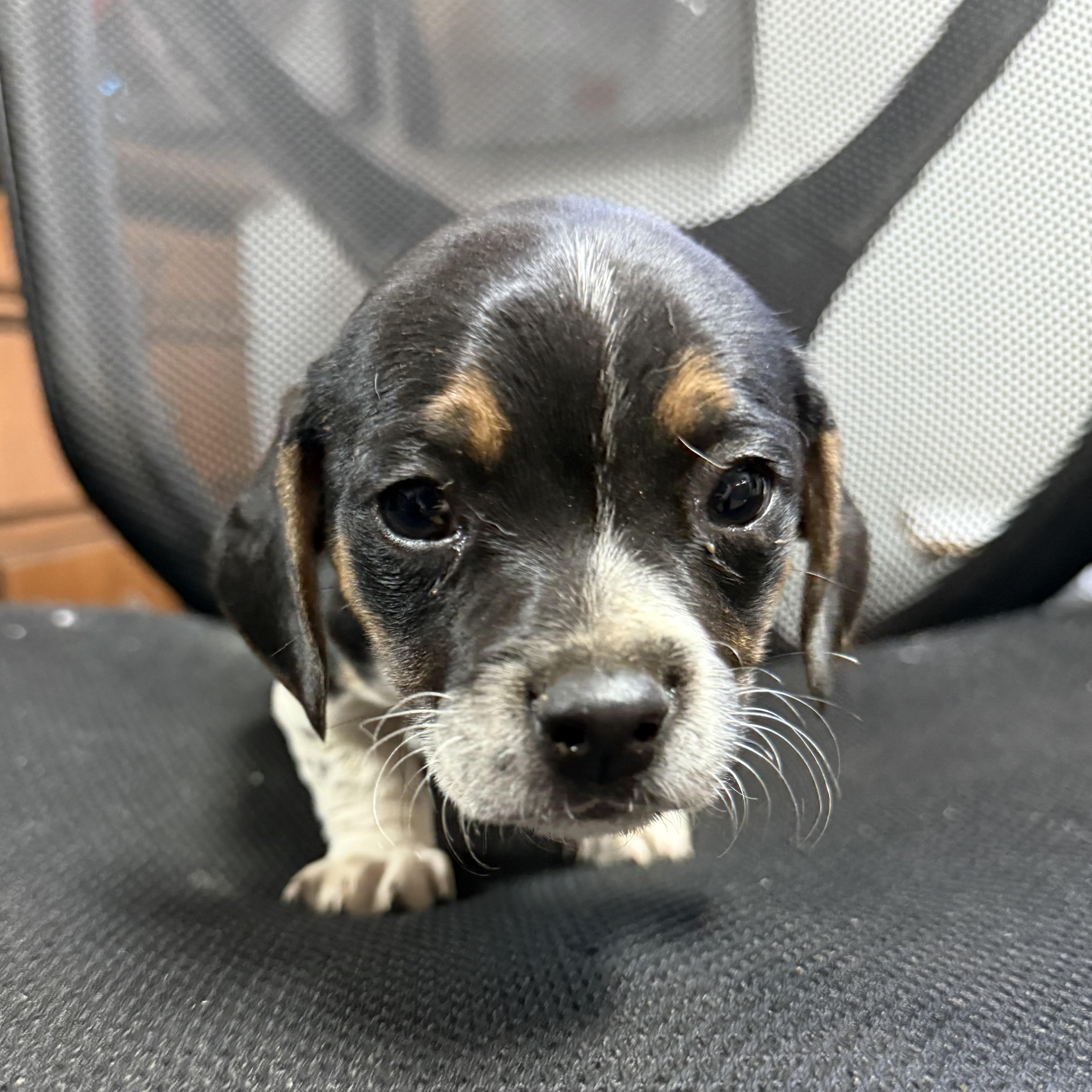 Enlarge Original Chicken Sandwich, a Adoptable mixed breed in Columbia, SC image 2/3