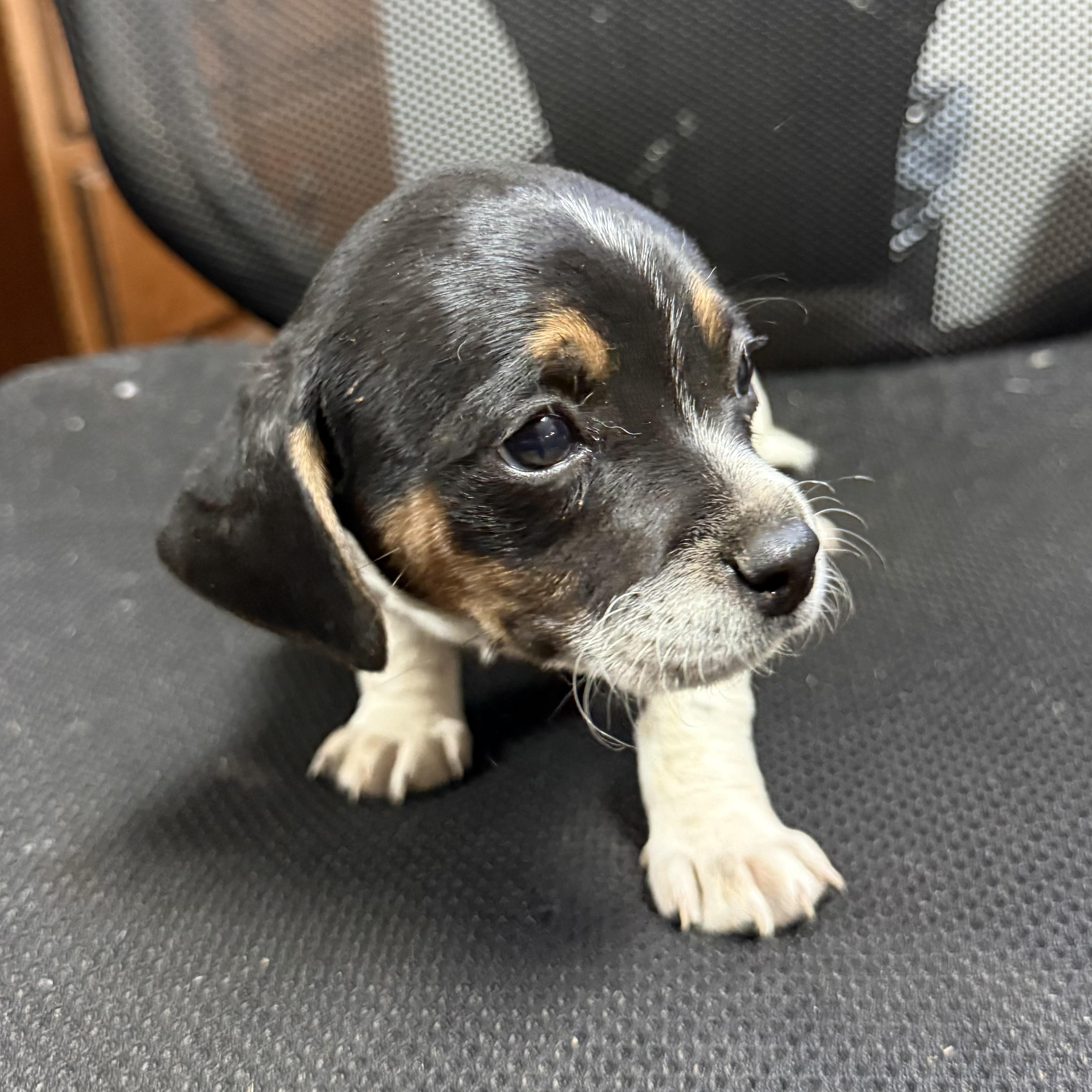 Enlarge Original Chicken Sandwich, a Adoptable mixed breed in Columbia, SC image 3/3