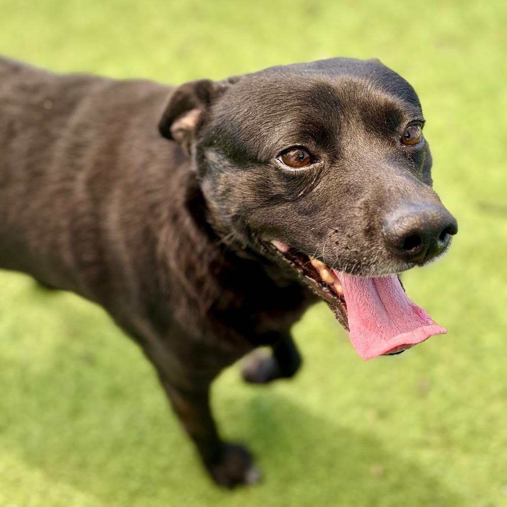 Ranger Willis 26-02-089, Adoptable, Adult Male Mixed Breed.