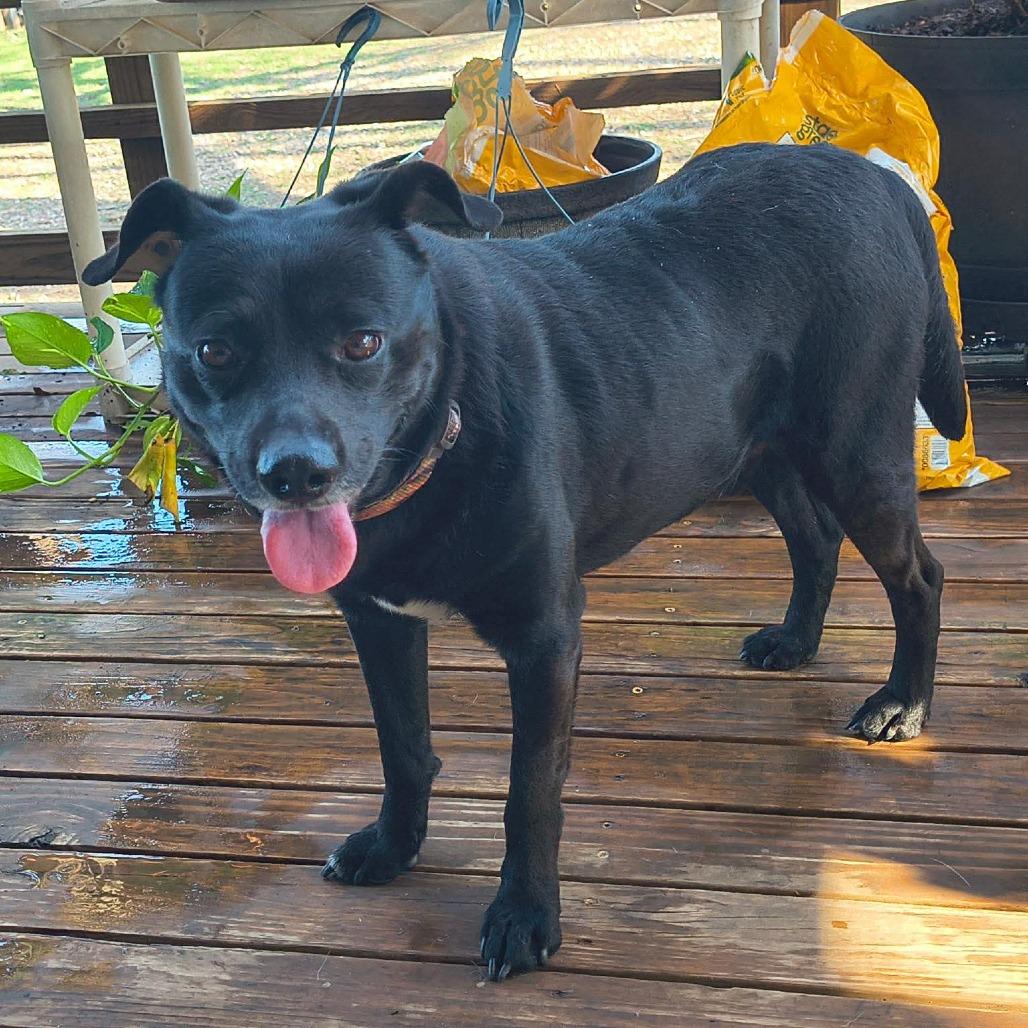 Ranger Willis 26-02-089, Adoptable, Adult Male Mixed Breed.