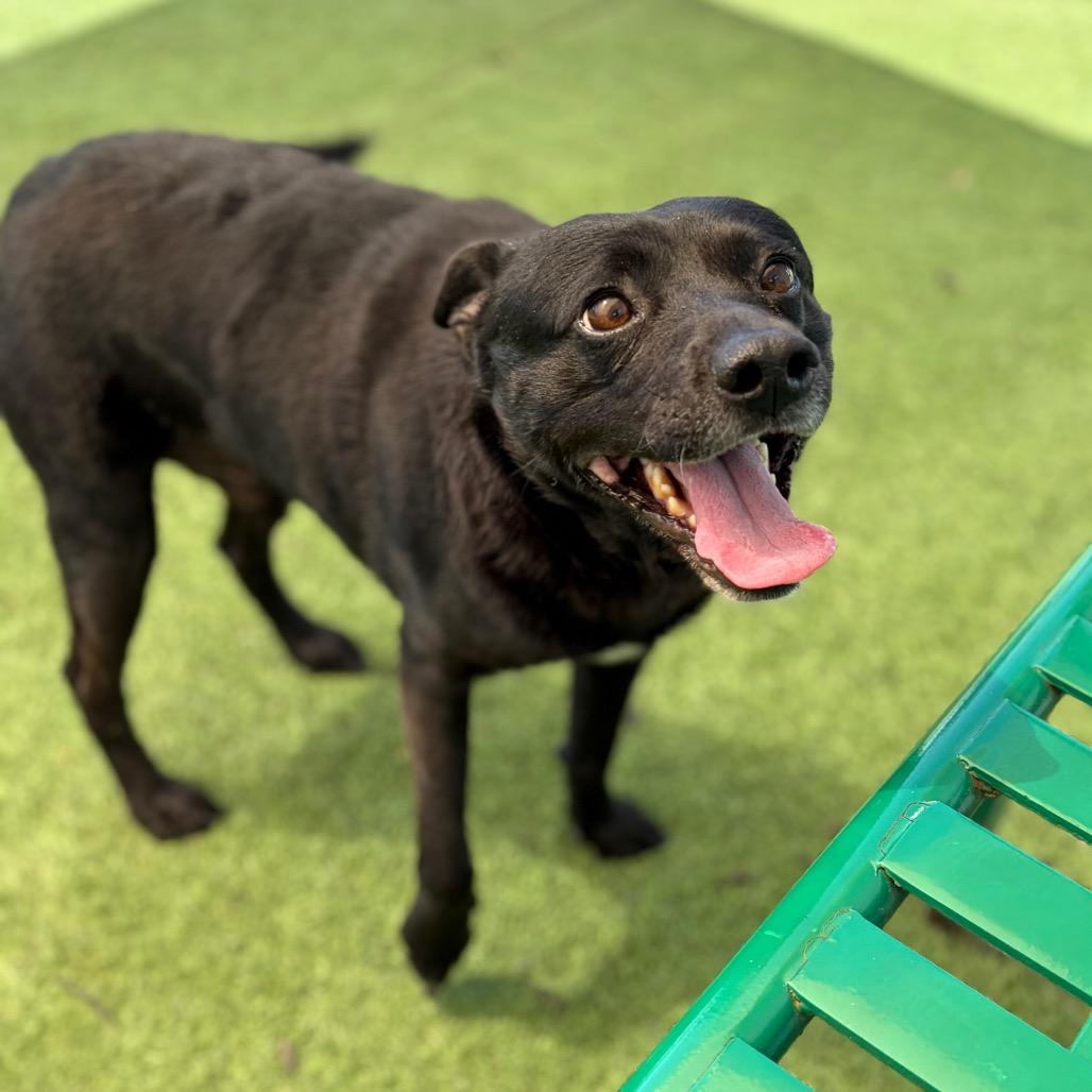Enlarge Ranger Willis 26-02-089, a Adoptable Mixed Breed in Bastrop, TX image 3/6