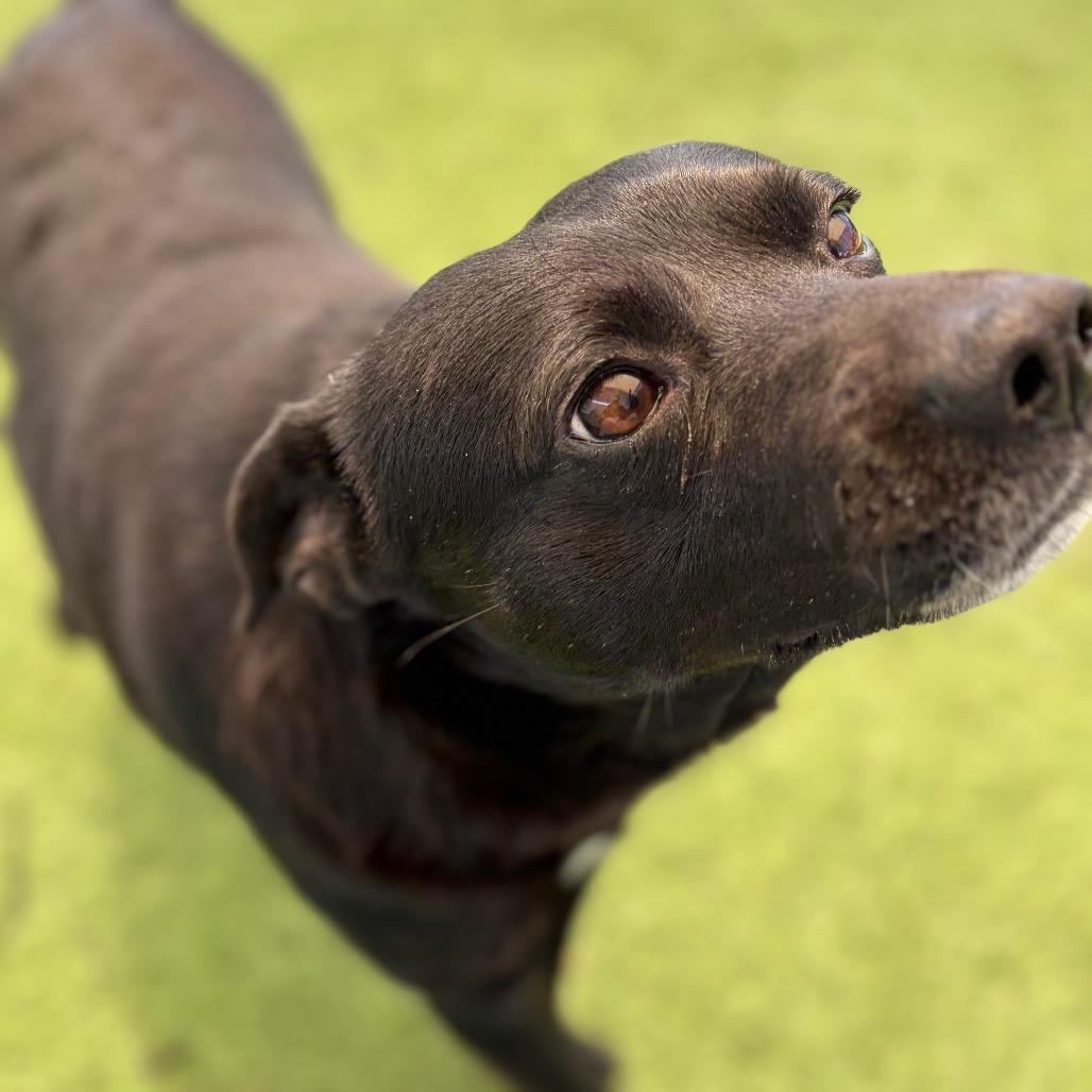 Enlarge Ranger Willis 26-02-089, a Adoptable Mixed Breed in Bastrop, TX image 4/6
