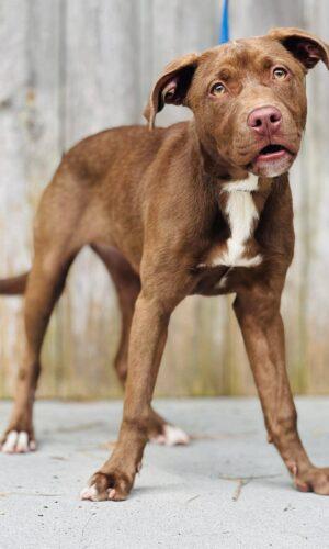 AC-4800 "Melanie", ADOPTABLE, Young Female Pit Bull Terrier.