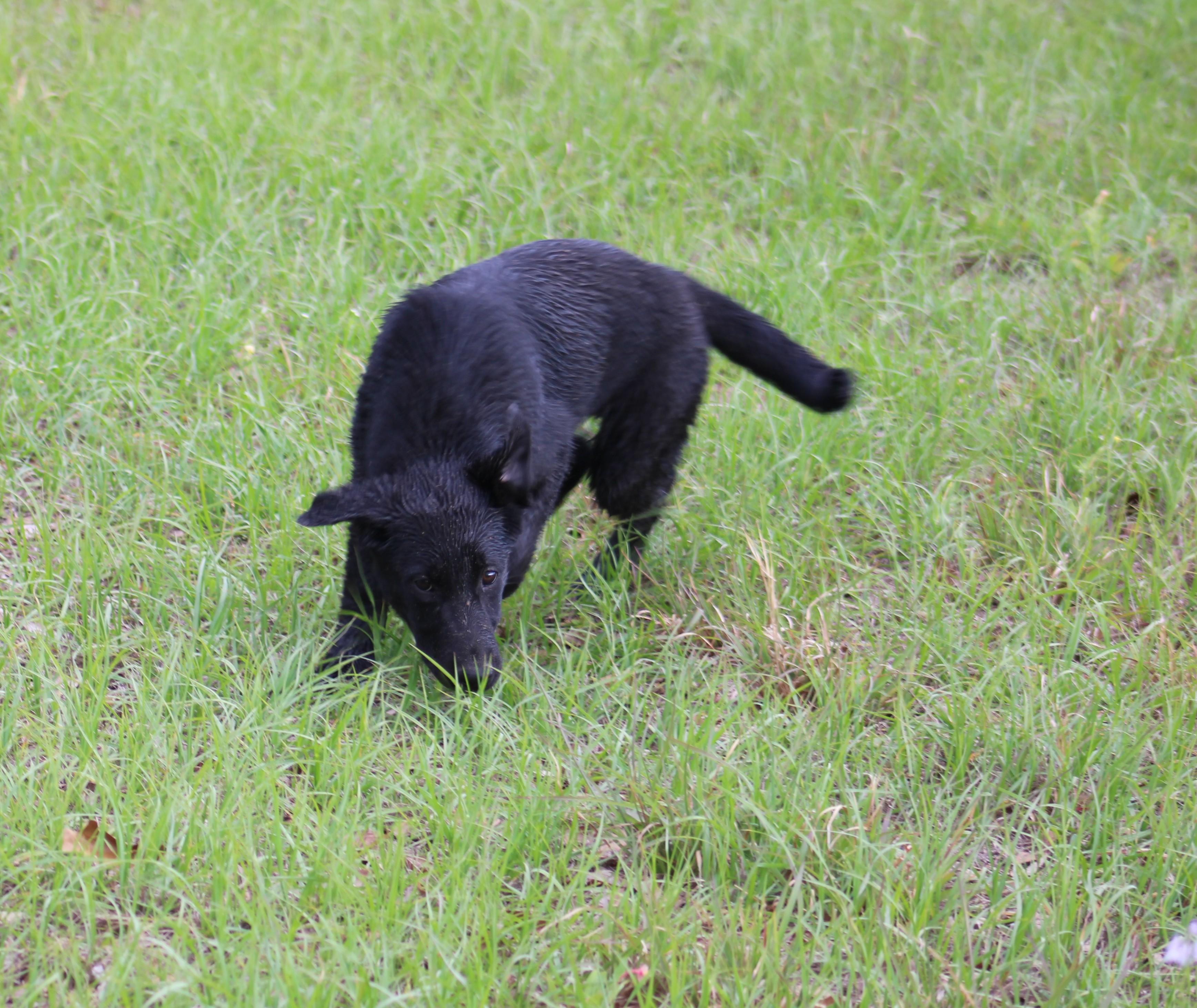 Willow, a Adoptable mixed breed in Jesup, GA image 4/5