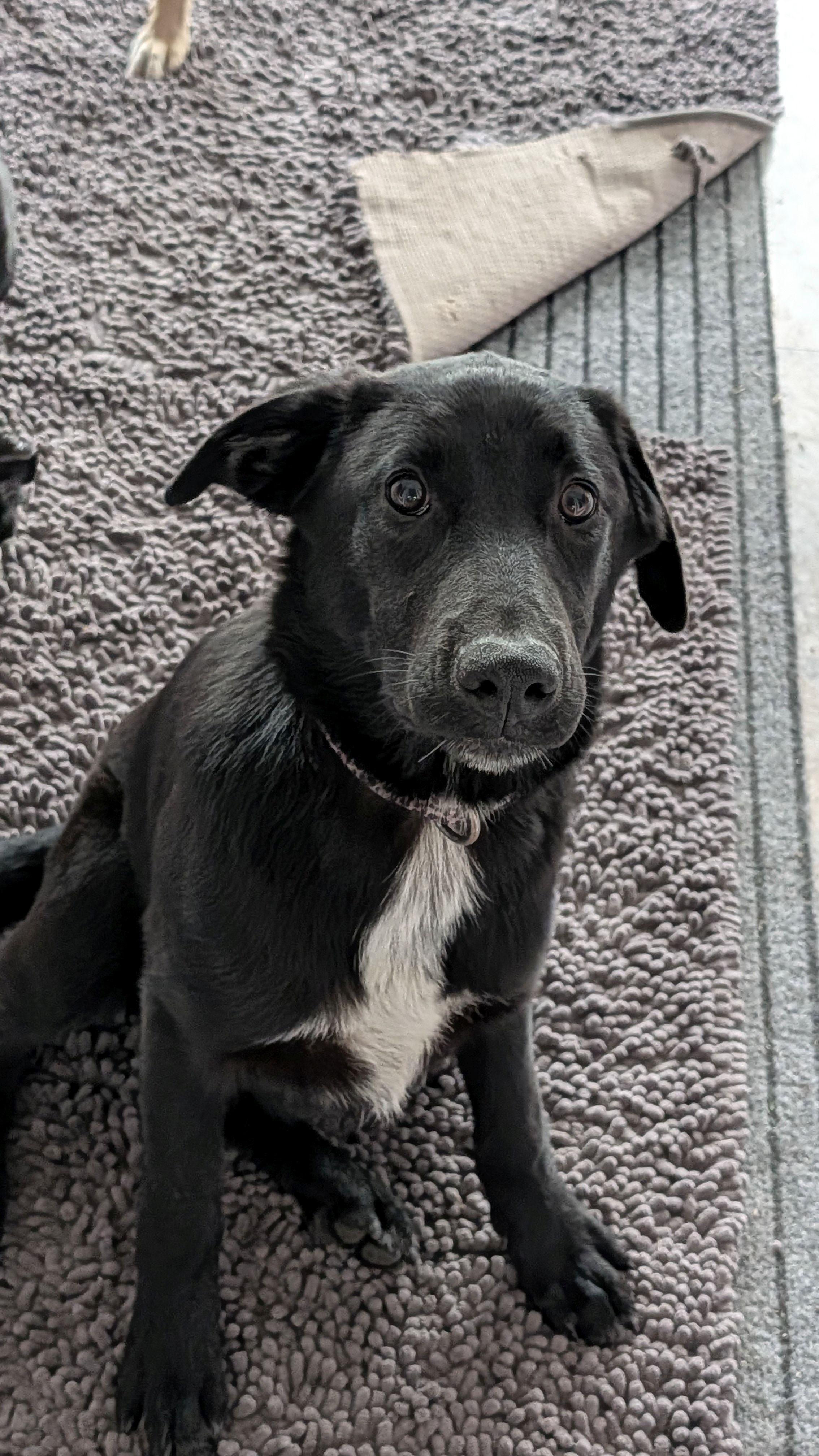 Willow, Adoptable, Puppy Female German Shepherd Dog & Flat-Coated Retriever.