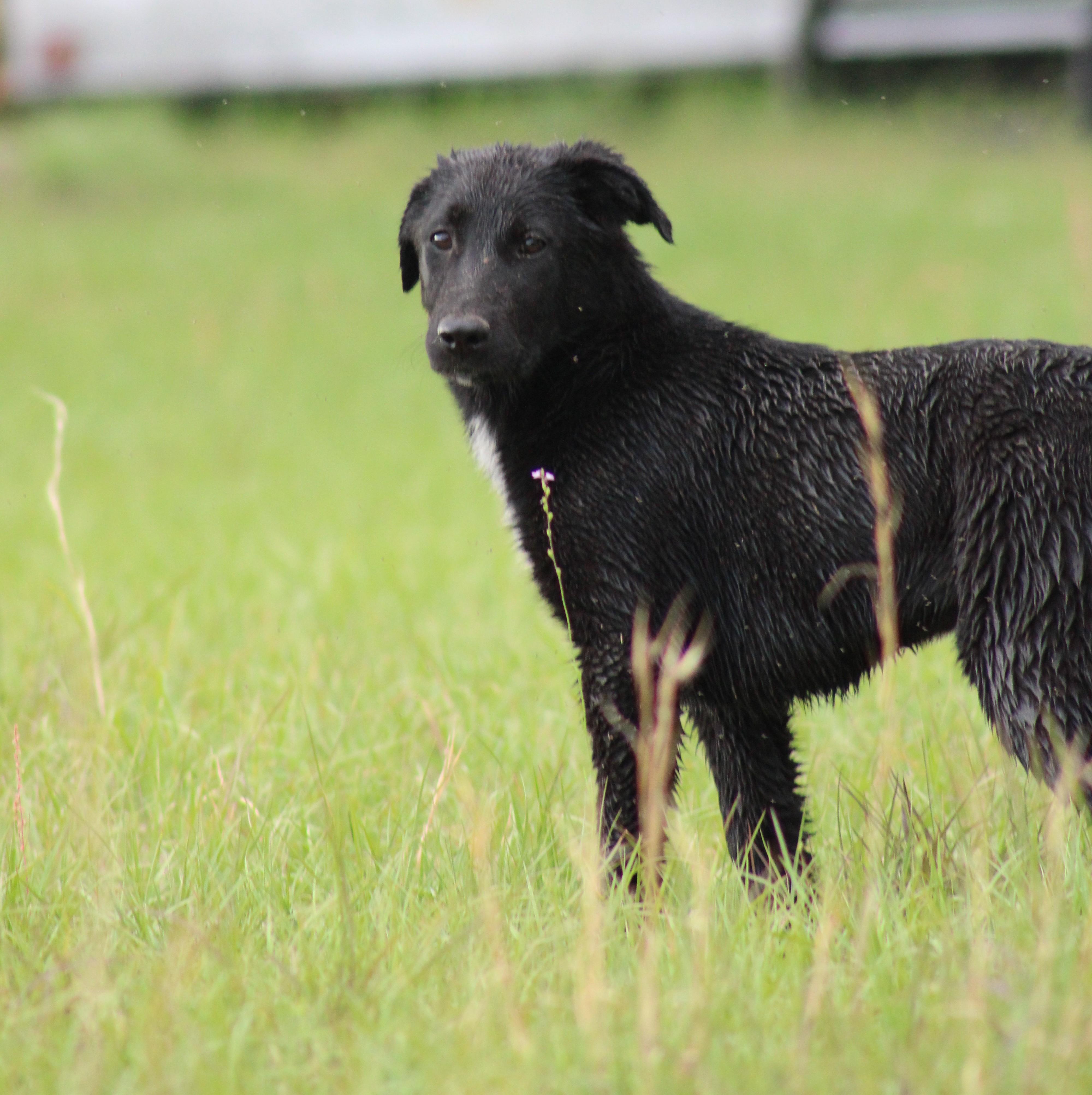 Willow, a Adoptable mixed breed in Jesup, GA image 1/5