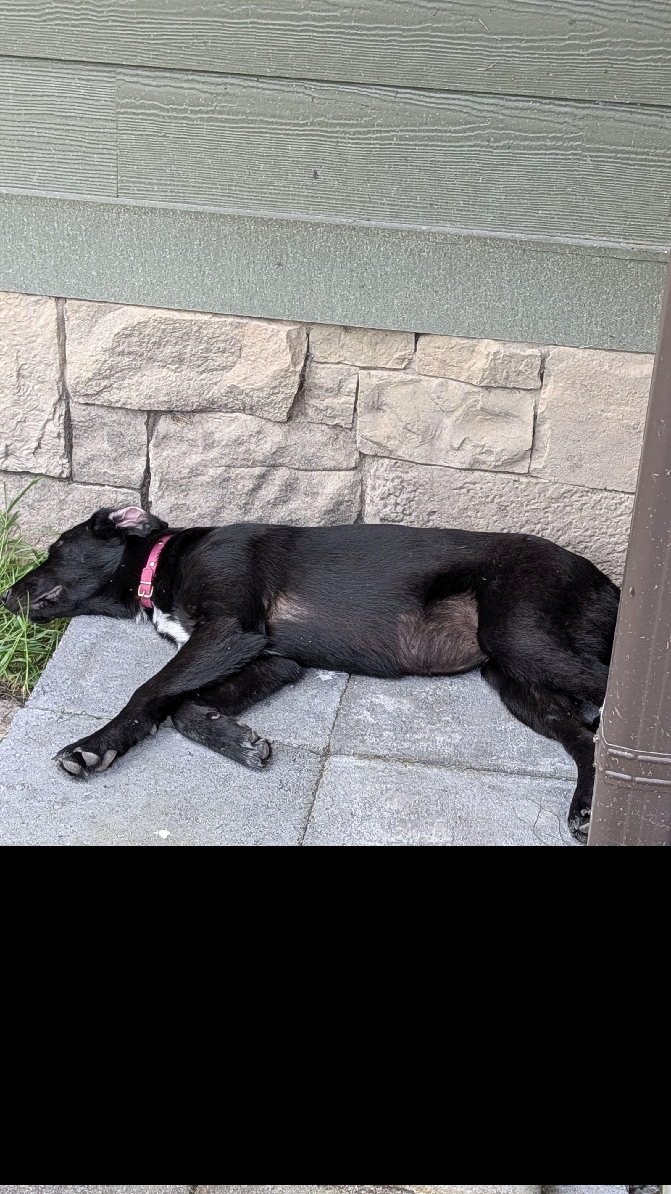 Enlarge Willow, a Adoptable mixed breed in Jesup, GA image 2/6