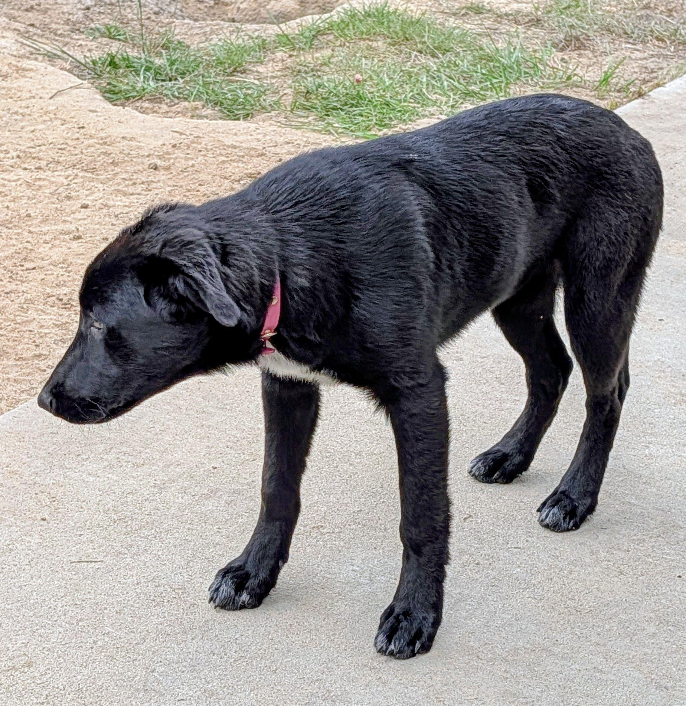 Enlarge Willow, a Adoptable mixed breed in Jesup, GA image 1/6