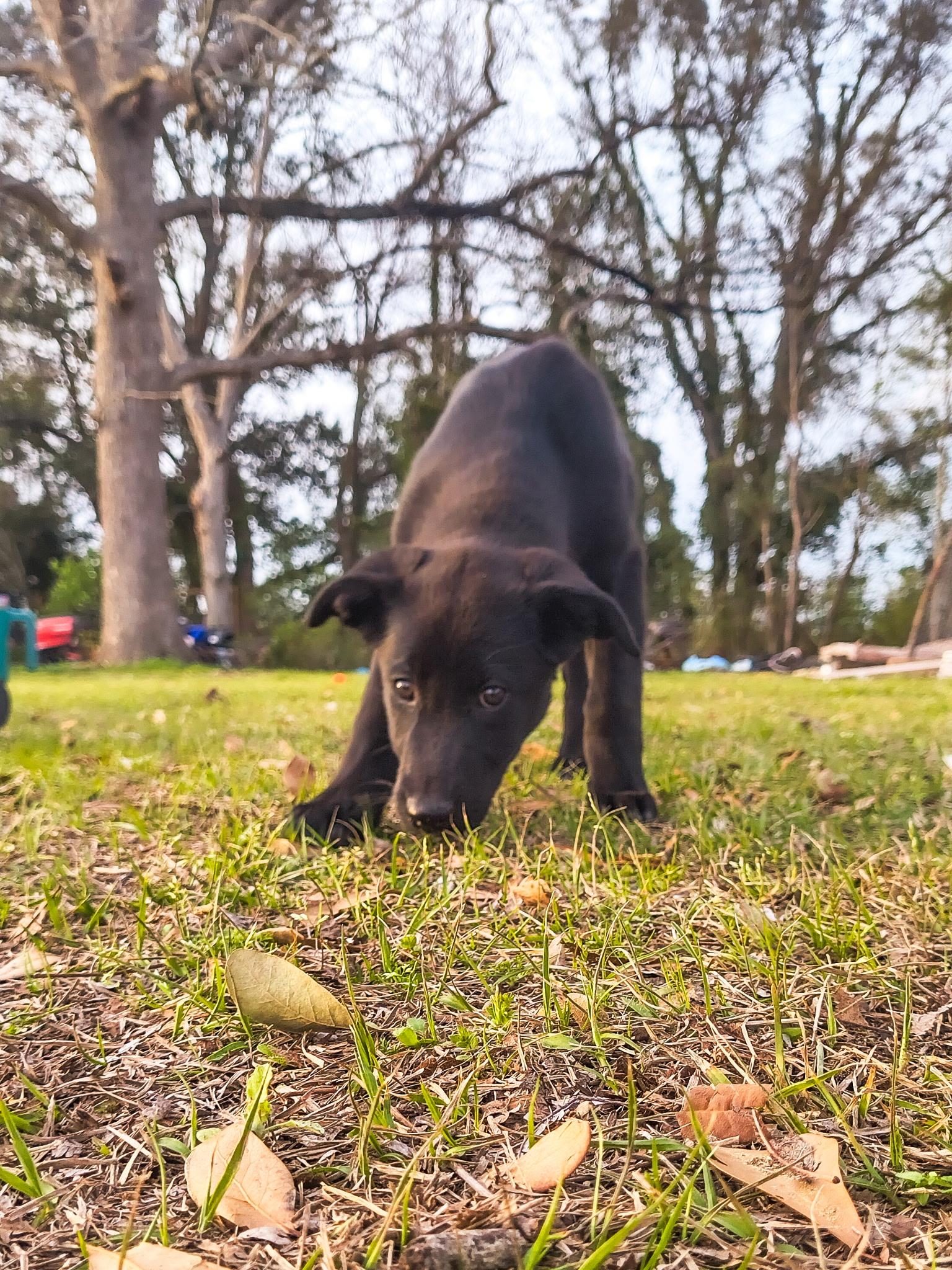 Willow, a Adoptable mixed breed in Jesup, GA image 5/5