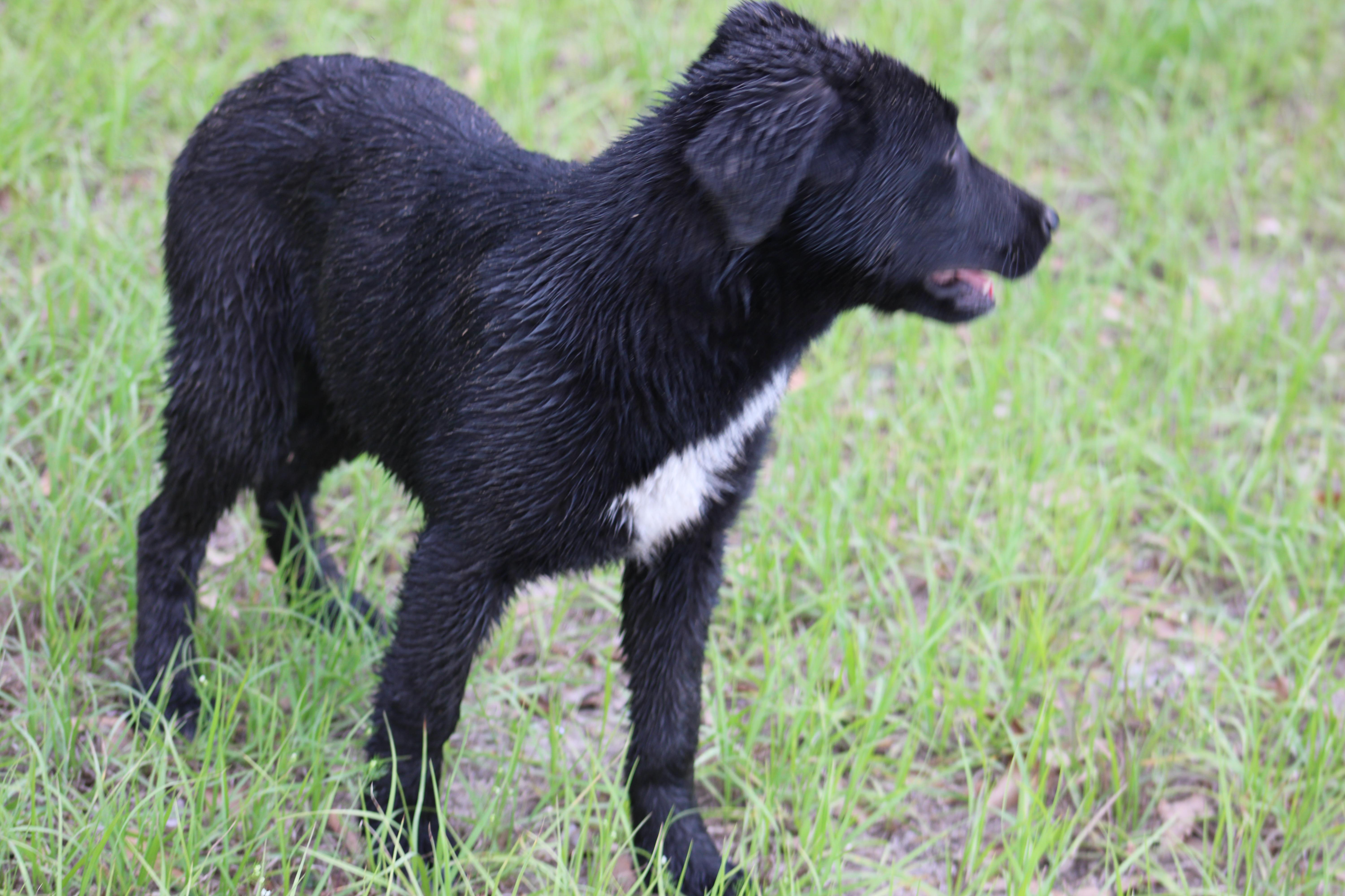 Willow, a Adoptable mixed breed in Jesup, GA image 2/5