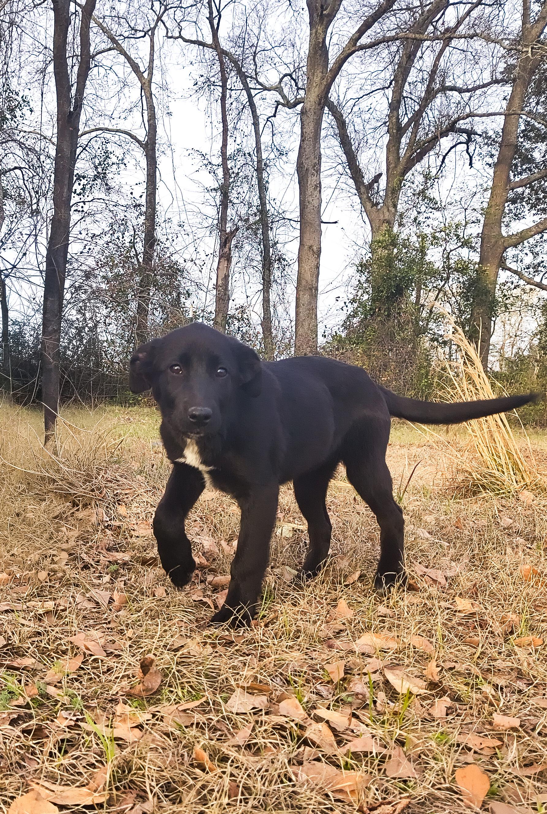 Willow, a Adoptable mixed breed in Jesup, GA image 3/5