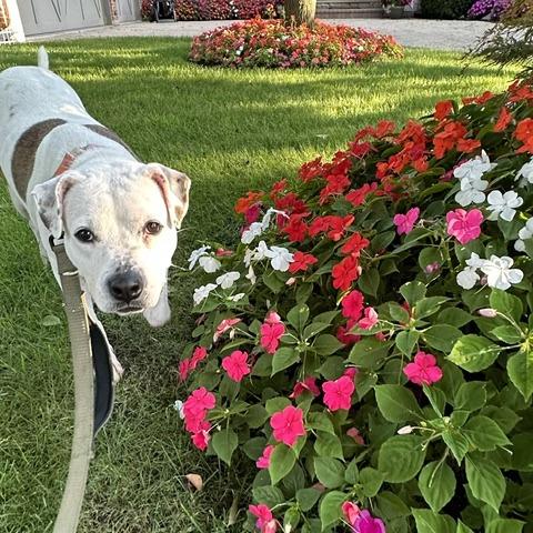 Enlarge Rosie, a Adoptable mixed breed in Deerfield, IL image 1/3