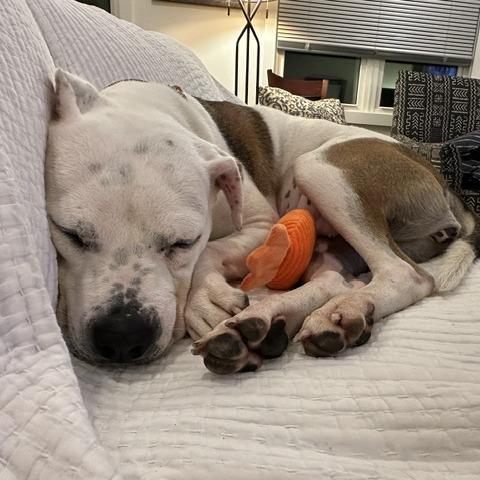 Enlarge Rosie, a Adoptable mixed breed in Deerfield, IL image 2/3