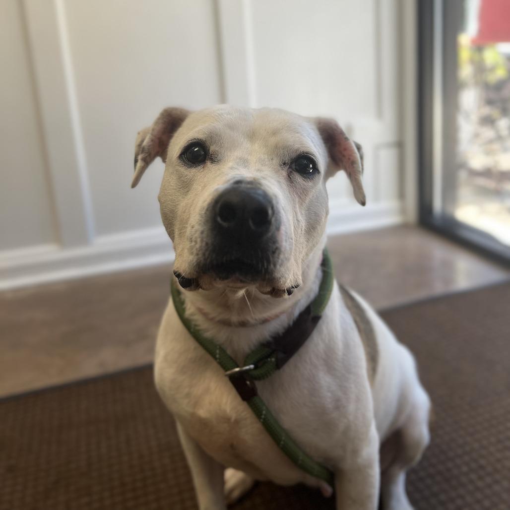 Enlarge Rosie, a Adoptable mixed breed in Deerfield, IL image 3/3