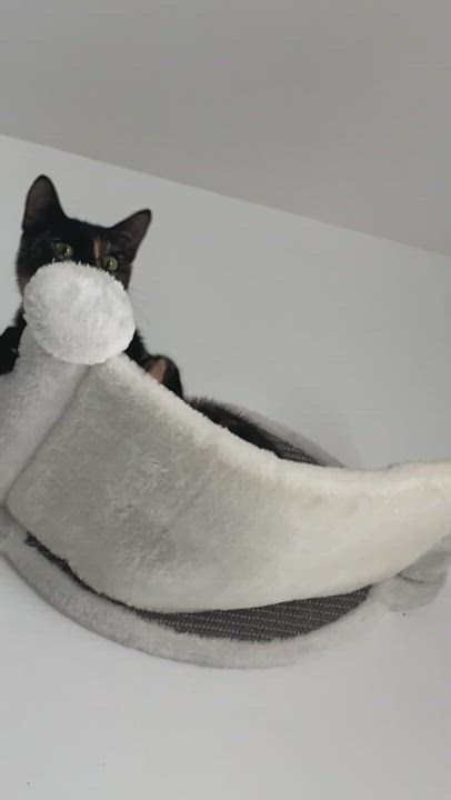 Enlarge Skittles, a Adopted Tortoiseshell in Philadelphia, PA video 8/13