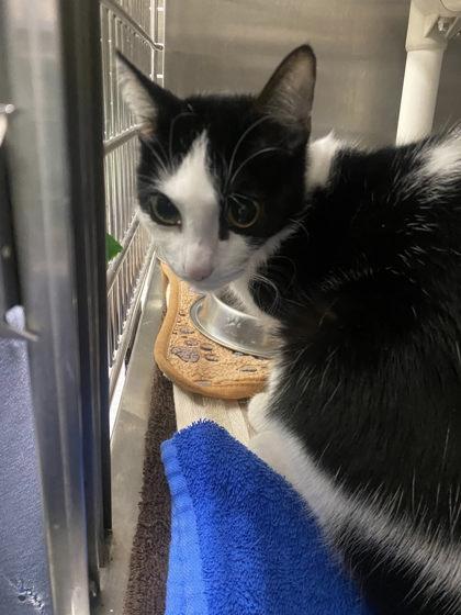 Allana, Adoptable, Young Female Domestic Short Hair & Domestic Short Hair.