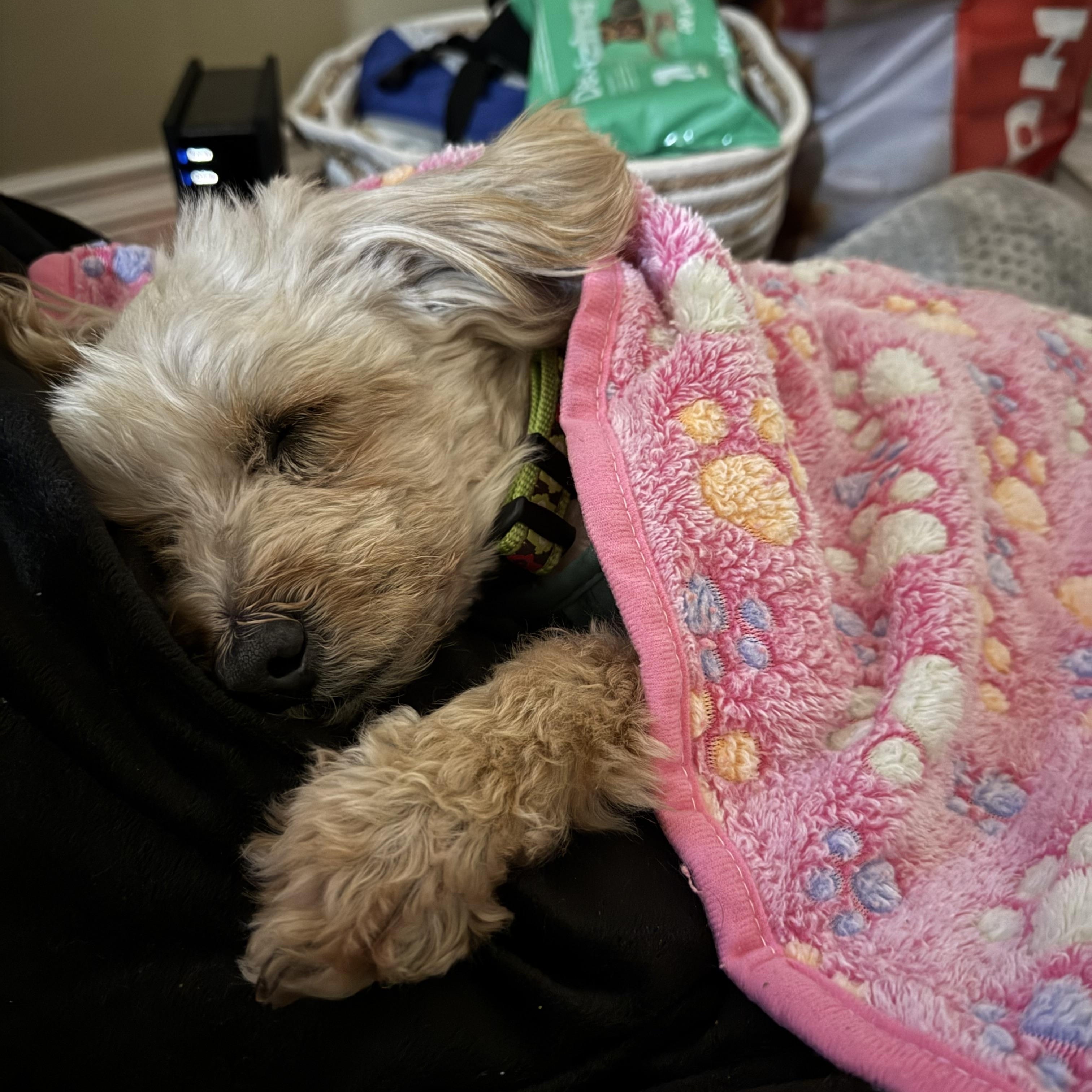Enlarge Barry, a ADOPTABLE mixed breed in Pasadena, CA image 2/6