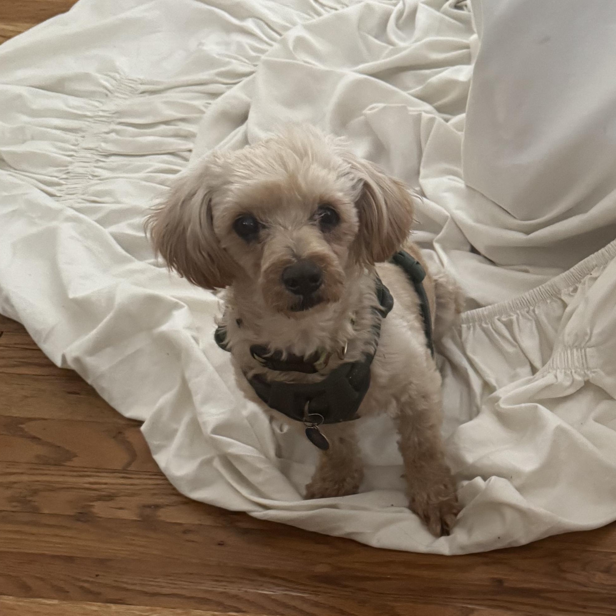 Enlarge Barry, a ADOPTABLE mixed breed in Pasadena, CA image 3/6